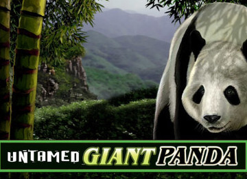 Decide To Try untamed giant panda Now